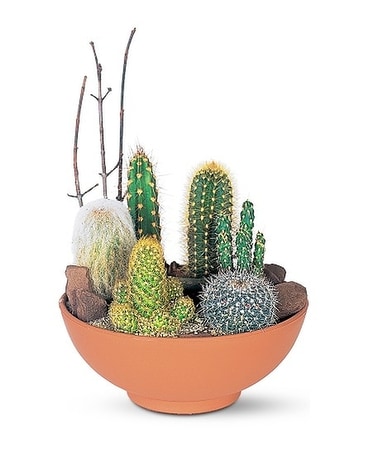 Cactus Garden Plant