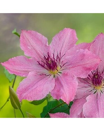 Clematis Vine - Sarah Elizabeth