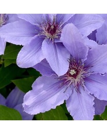 Clematis Vine - Parisienne Boulevard