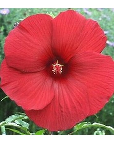Hibiscus - Summer Carnival