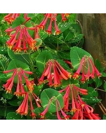 Honeysuckle/Lonicera brownii 
