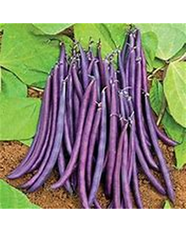 BUSH BEANS “VELOUR” Plant