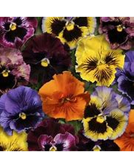 Pansy - Frizzle Sizzle Mix Plant