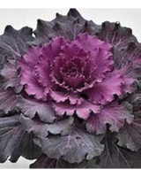 6in Pot size,  inches height and  inches wide.