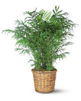 6in Pot size,  inches height and  inches wide.