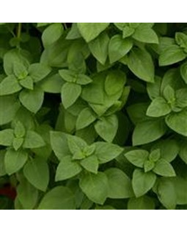 4in Pot: Basil, Greek Columnar