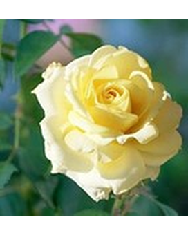 Rose Bush -  John F. Kennedy (Hybrid Tea)