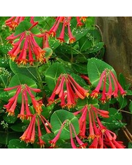 Honeysuckle/Lonicera brownii 