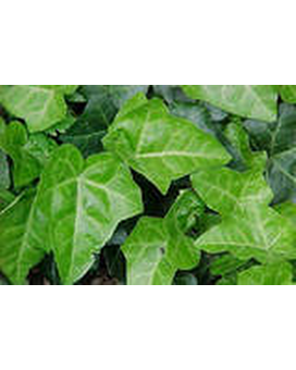 4in Pot: Hedera, Ivy - English Ivy Glacier Plant