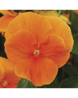 3in Pot size,  inches height and  inches wide.