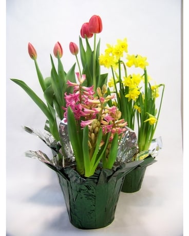 Spring Bulbs Dish Garden Plant