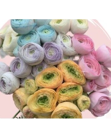 Pastel Ranunculus Bunches Flowers