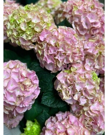 Hydrangea Plant Plant