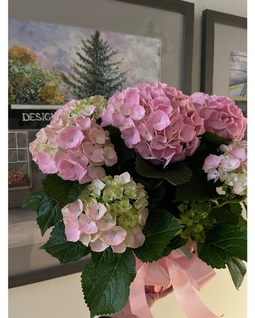 Hydrangea Plant Plant