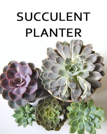 Succulent Planter Plant