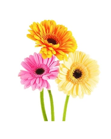 Assorted Gerbera Daisies Flower Arrangement