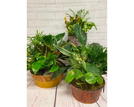 Mixed dish garden Plant