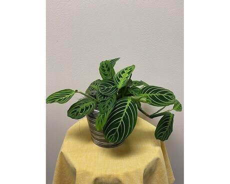 Prayer Plant Plant
