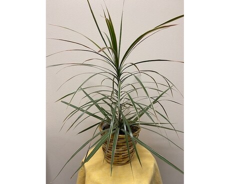 Dracaena Plant Plant