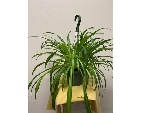 Spider Plant Plant