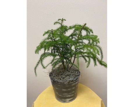 Norfolk Island Pine Plant