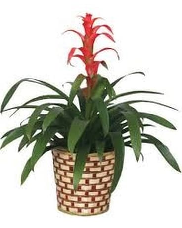 Bromeliad Plant (Colors Will Vary) Plant