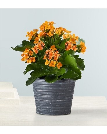 Calandiva Plant (Colors Will Vary) Plant