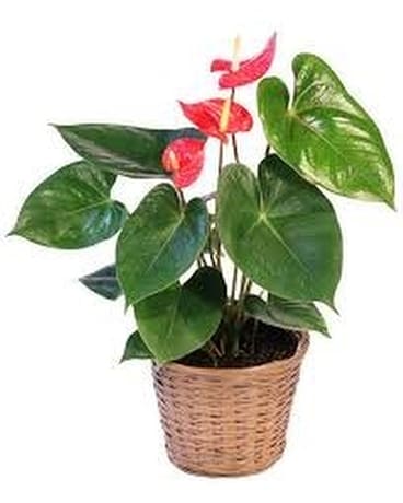 Anthurium Plant (Colors Will Vary) Plant