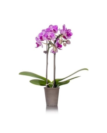 Orchid Plant (Colors Will Vary) Plant