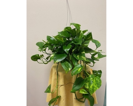 Hanging Philodendron Plant Plant