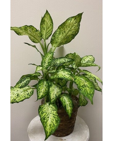 Dieffenbachia Plant Plant