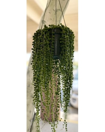 String Of Pearls Plant