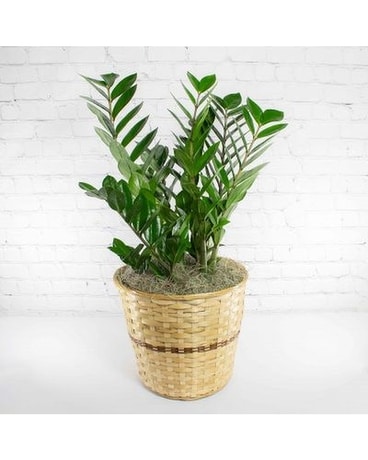 ZZ plant Plant