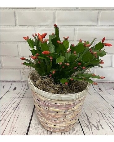 Christmas Cactus Plant
