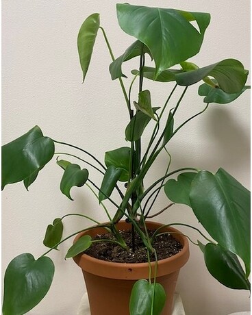 Split leaf philodenron Plant