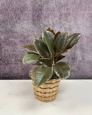 Rubber Plant Gifts