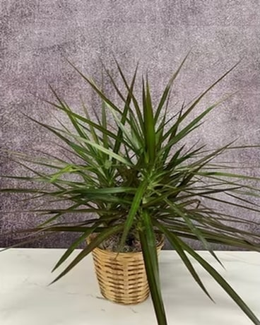 Dracaena Plant Plant