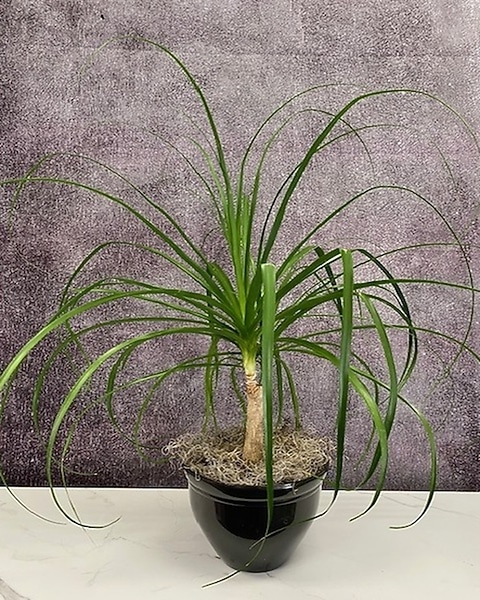 spider lily in japanese Red Spider Lily (Lycoris radiata) Southern Heirloom Triploid main image 0