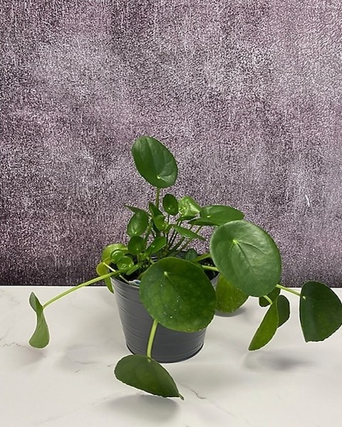 Chinese Money Plant in Fort Collins CO - Audra Rose Florist, Flower  Delivery & Gifts