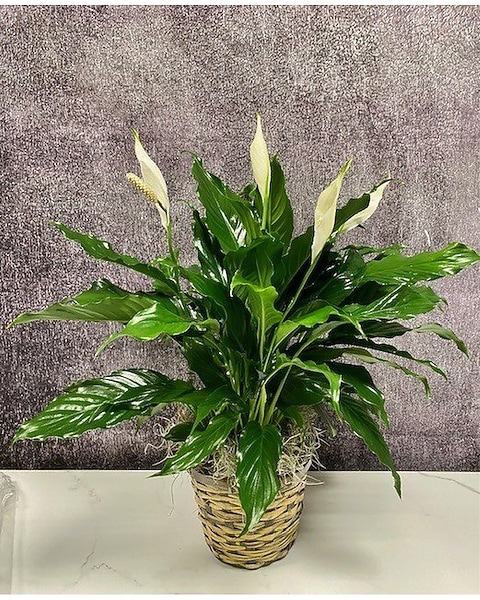 snake tree plant Mother in Law Plant ‘Sansevieria trifasciata’ Snake Plant main image 0