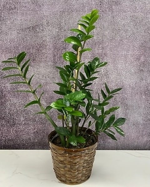ZZ plant in Fort Collins CO - Audra Rose Florist, Flower Delivery & Gifts