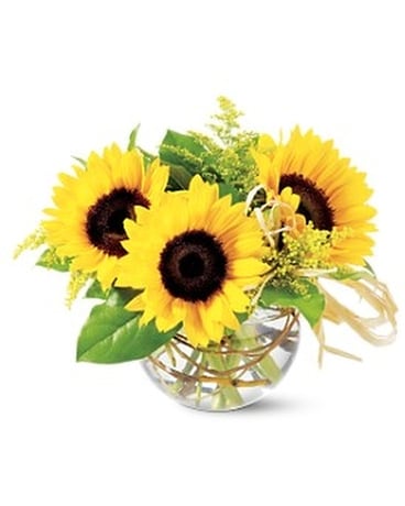 Teleflora's Sassy Sunflowers in Utica NY - Chester's Flower Shop