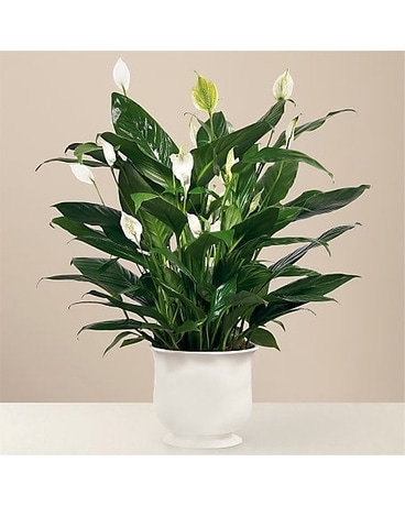 Comfort Planter Sympathy Arrangement