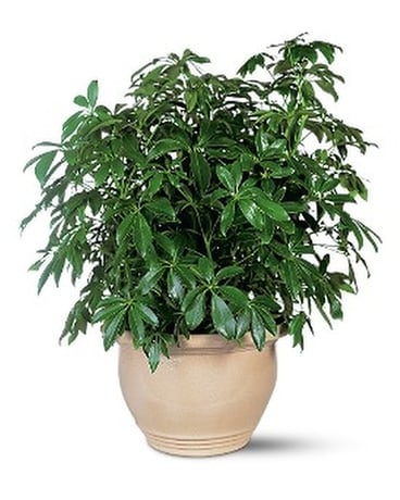 Arbpricola Flower Arrangement