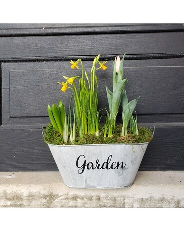 Bulb Garden Plant