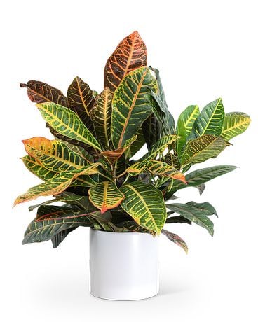 Croton Petra Plant Plant