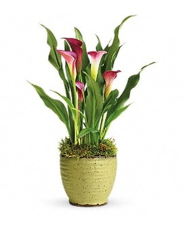 Teleflora's Spring Calla Lily Plant Flower Arrangement