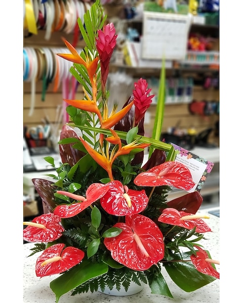 anthurium blue papi Anthurium Blue Papillilaminum x BVEP – HappiestPlants main image 1