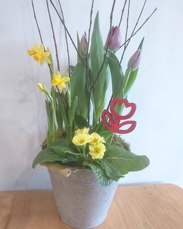 Bucket of Spring Plant