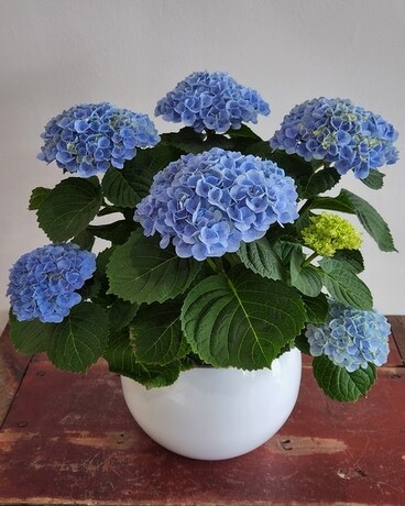 Blue Hydrangea Plant